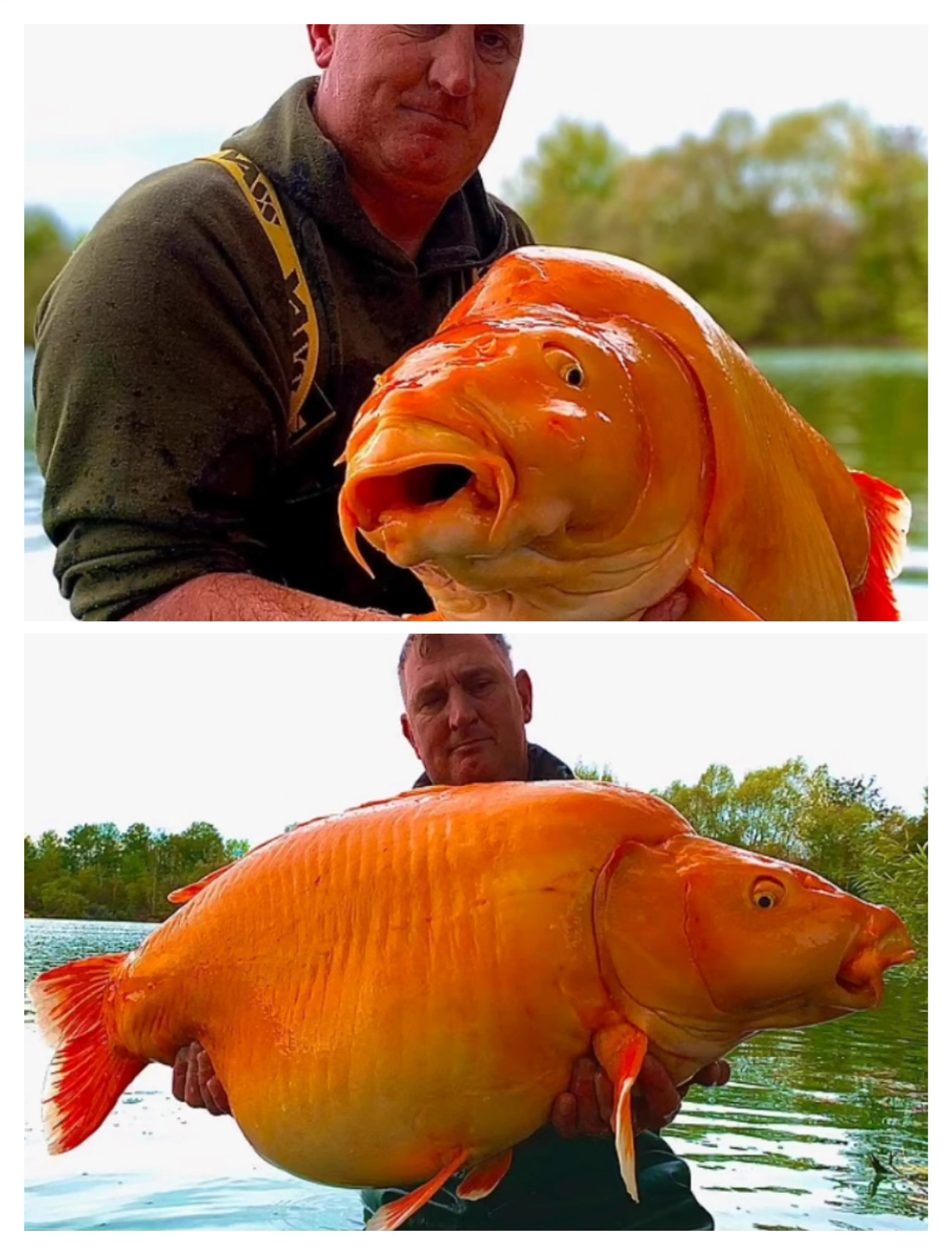 17 Giants That Made Us Question Reality 🫣 27 Absolute Units of a hybrid leather carp koi carp weighing over 30 kgs 67lb