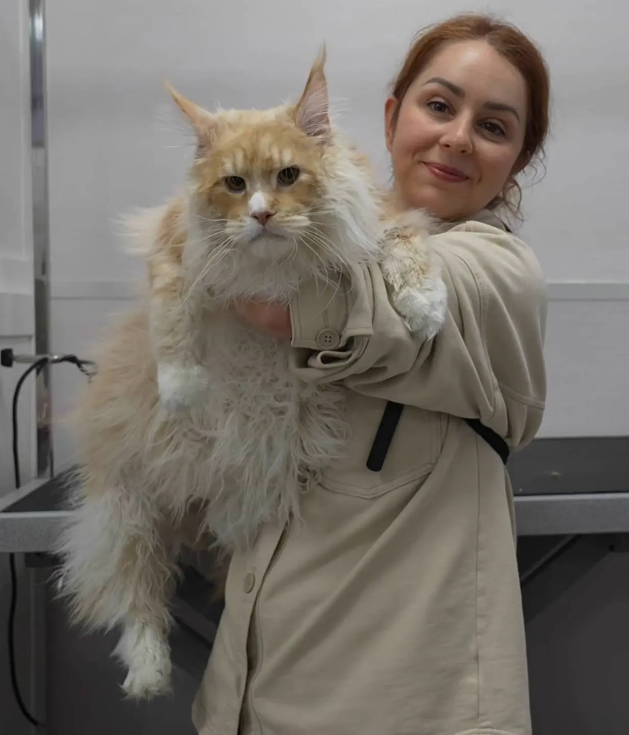 We Found 14 Chonky Wonders That Defy Logic and Shock Fans 😲 30 Absolute Units of a Maine Coon cat