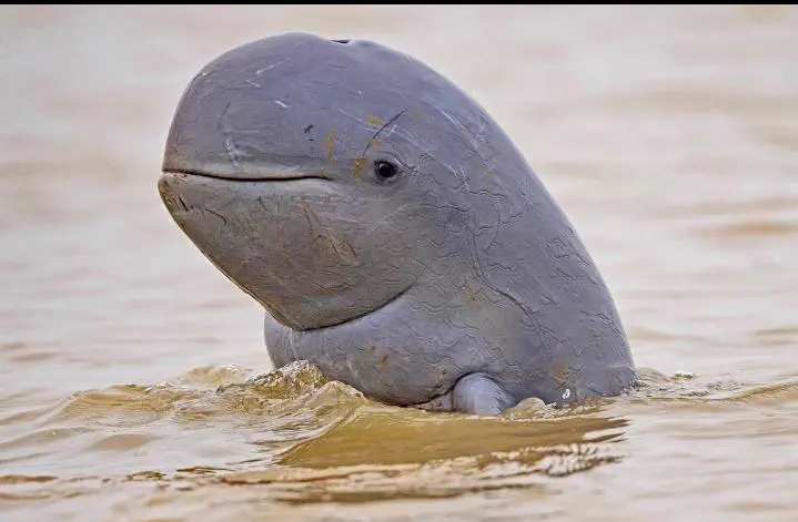 8 Absolute Units That Snaped Our Sense of Scale đ« 17 Absolute Units of a Mekong River dolphin