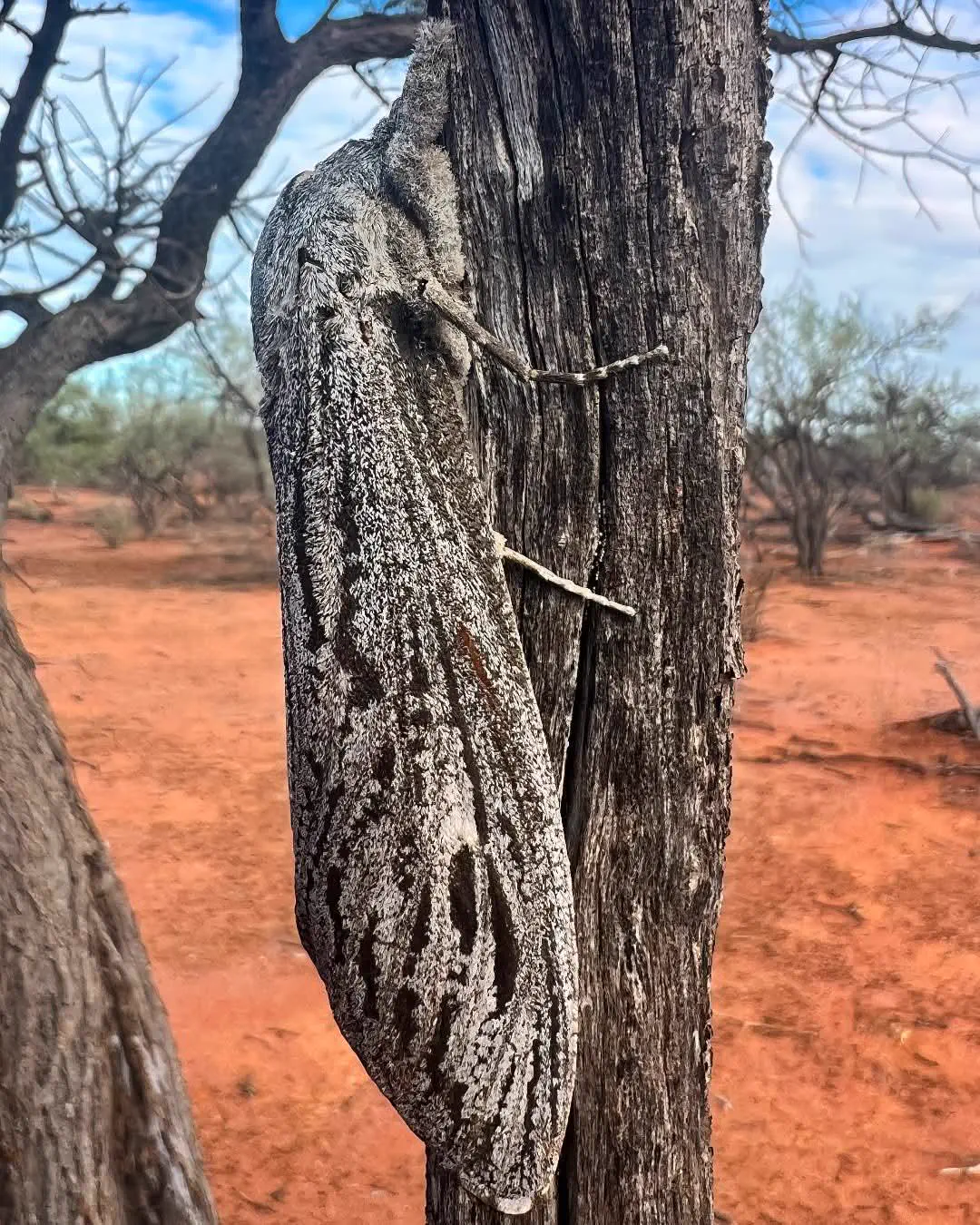 We Found 11 Things That Have No Right Being This Big đ« 17 Absolute Units of a moth