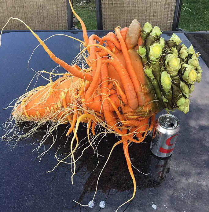 POV: You vs These 9 Absolute Tanks đ« 19 Huge mutant carrots that look like they're from another planet