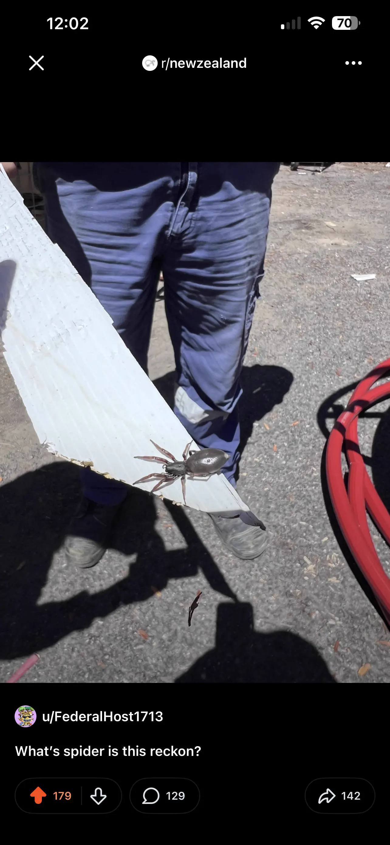 POV: You vs These 11 Absolute Tanks of the Internet 21 Absolute Units of a new Zealand spider