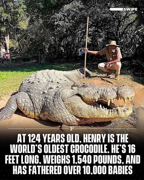 Why Are These 10 Things So Absurdly Massive?𫣠21 Absolute Units of a Nile crocodile