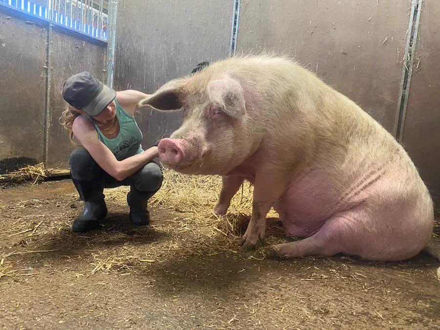 17 Giants That Made Us Question Reality 🫣 31 Absolute Units of a pig who was rescued from an abusive farm