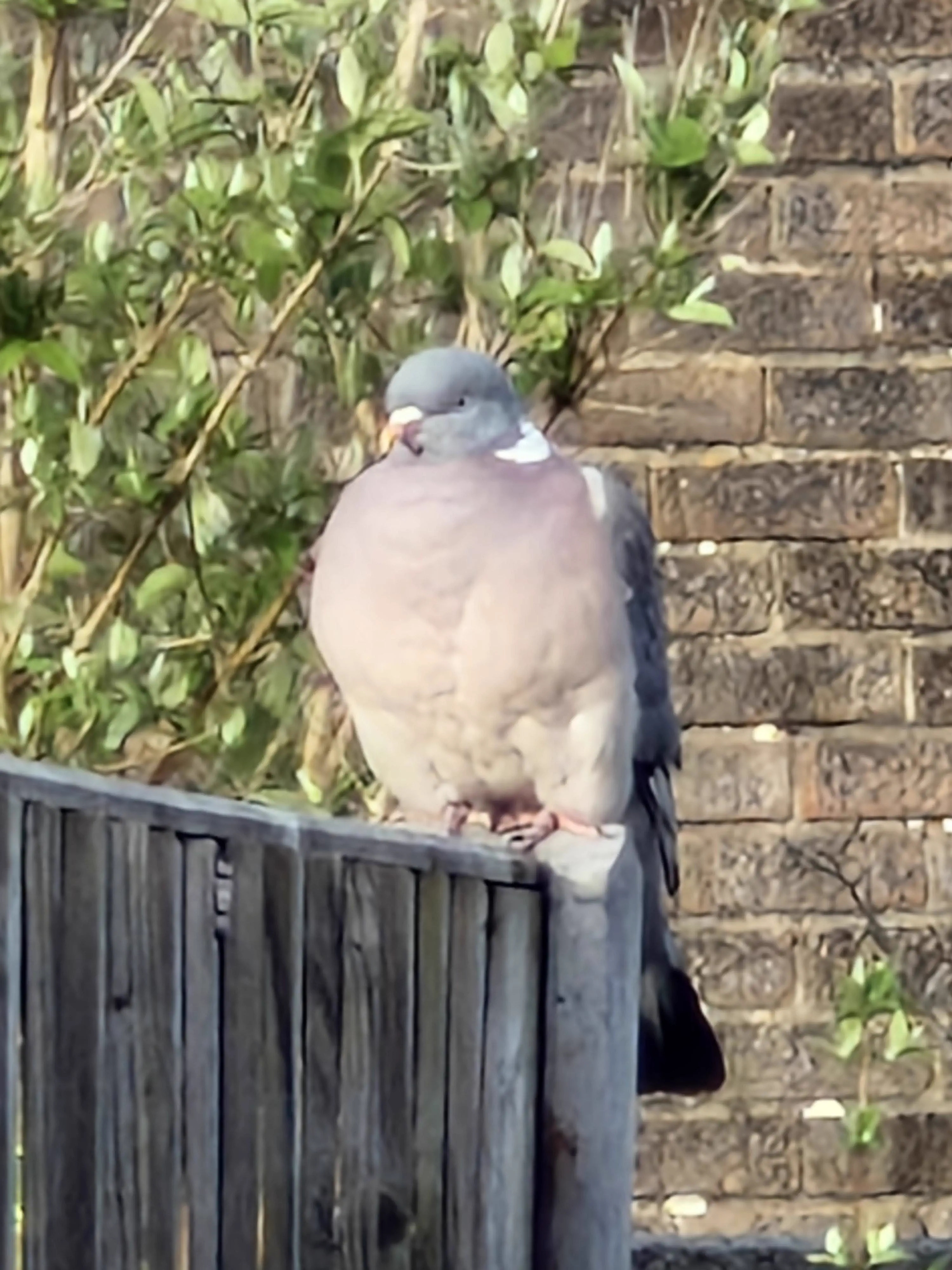 The 13 Most Enormous Beings Online That Will Blow Your Mind 🤯 22 Absolute Units of a pigeon