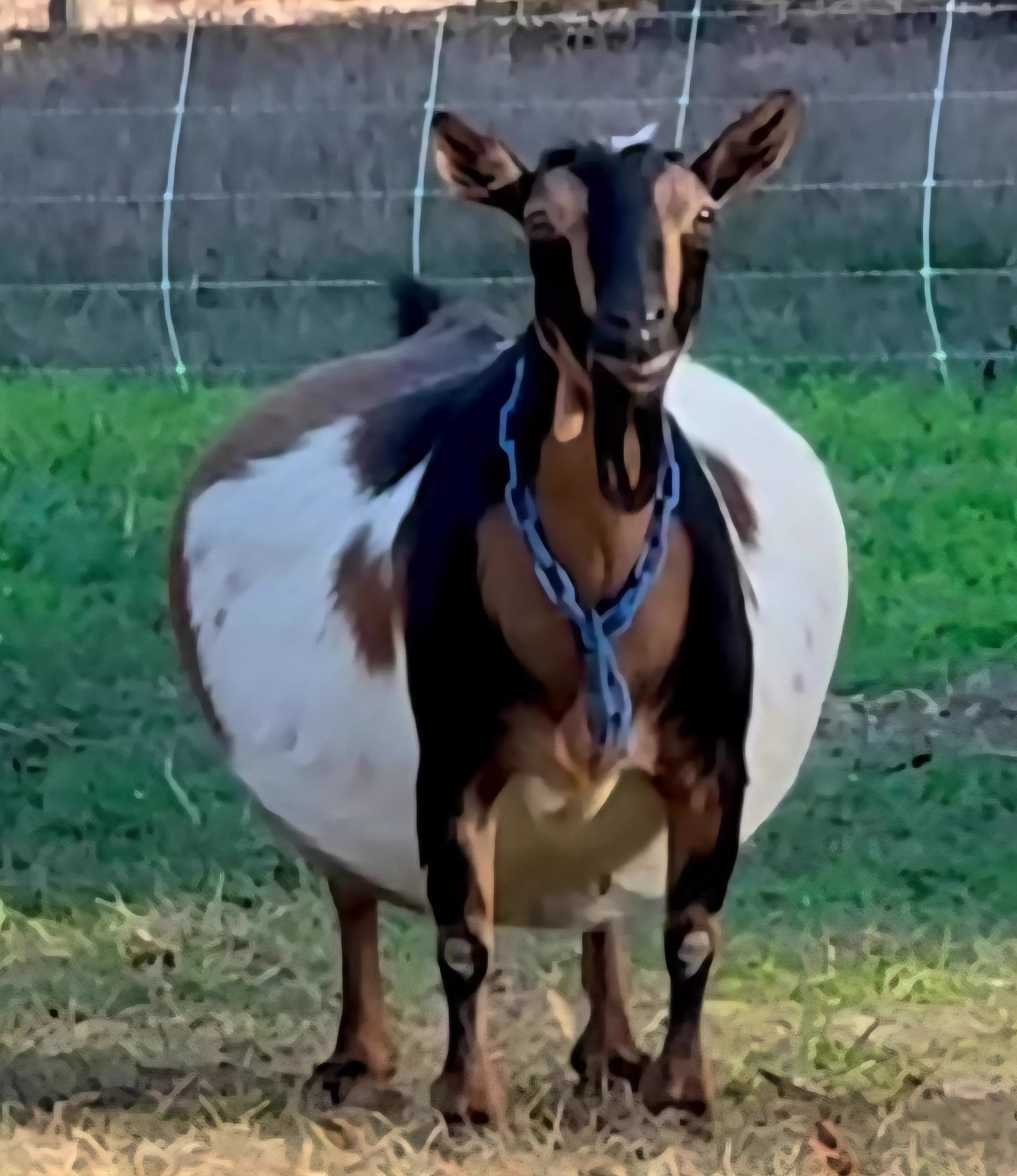The 8 Most Enormous Beings the Internet Couldn't Scale đ« 17 Absolute Units of a pregnant goat