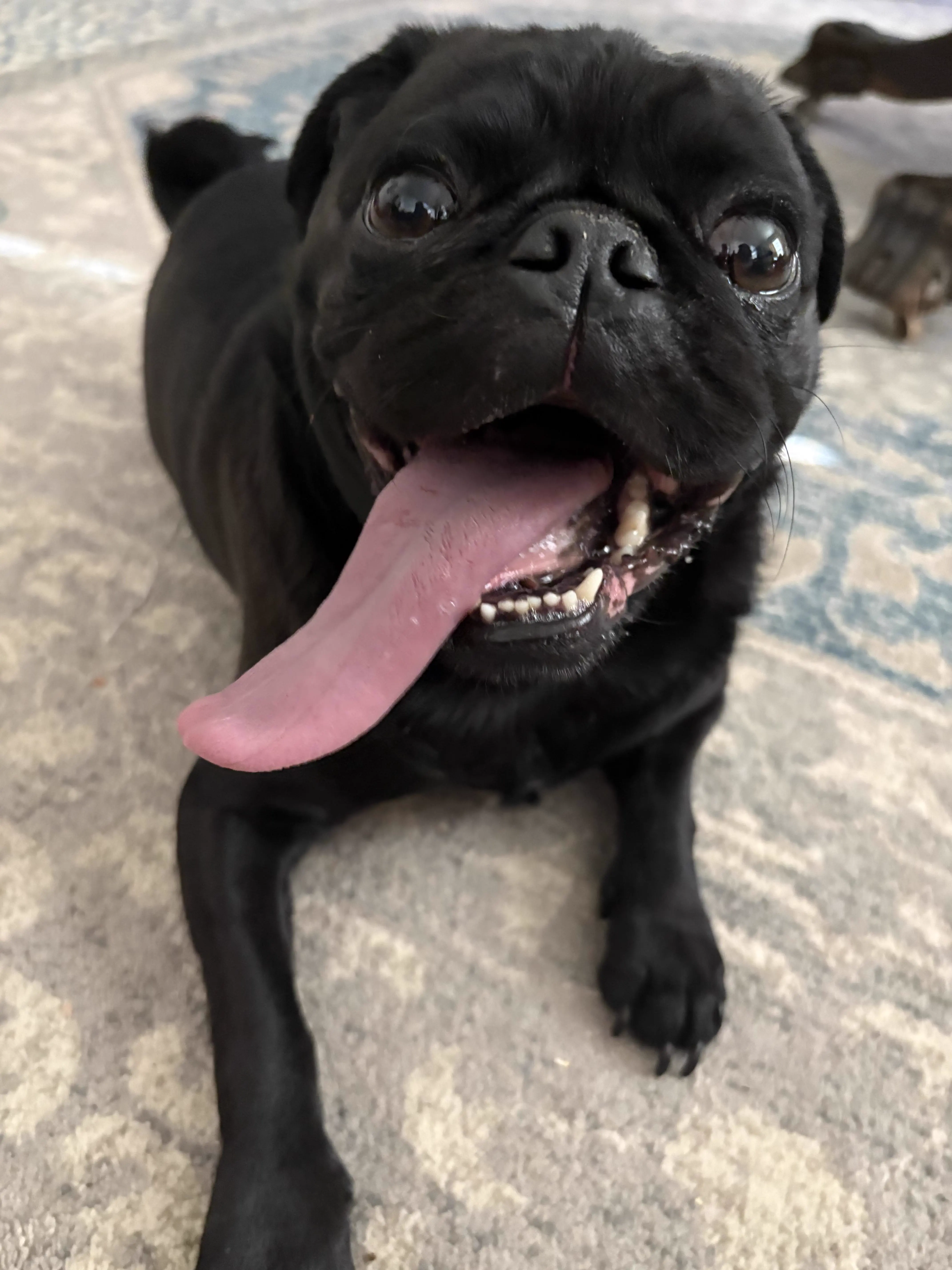RANKING: The 13 Chonkiest Beings Ever Documented 22 Absolute Units of a pug’s tongue