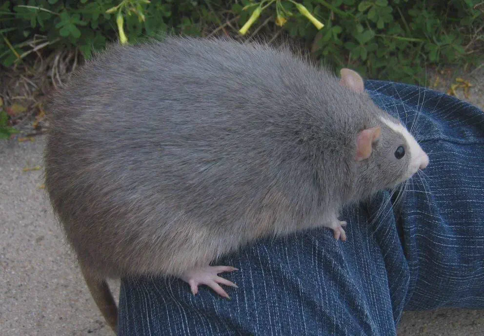 6 Absolute Units We Found That Defy All Logic đ« 10 Absolute Units of a rat