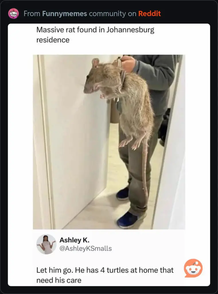 11 Absolute Giants That Made Us Question Reality 13 absolute units of a rat