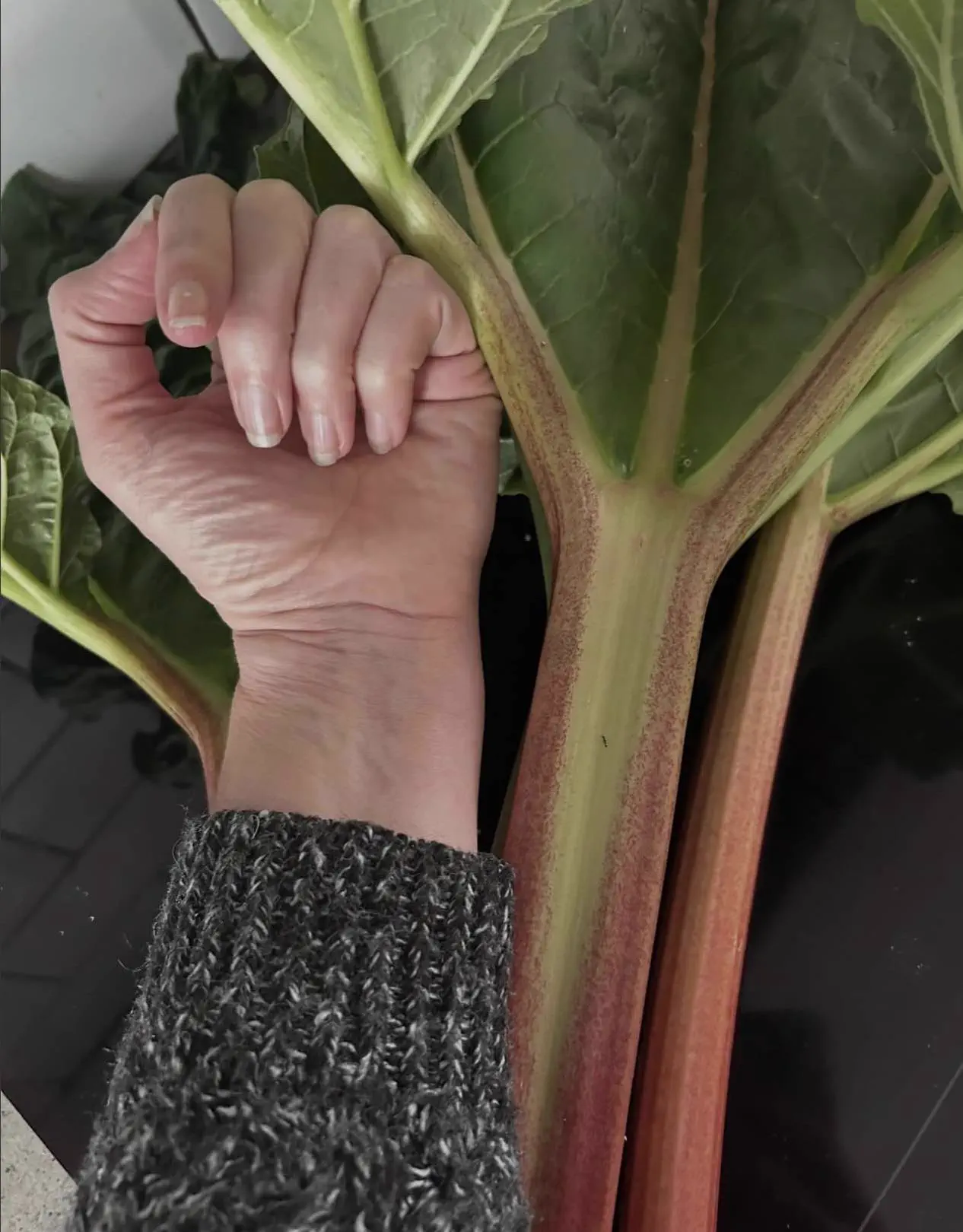 17 Giants That Made Us Question Reality 🫣 36 Absolute Units of a rhubarb stalk