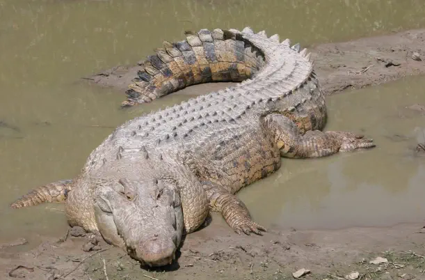 Wait Till You See These 8 Colossal Things Built Different🫣 12 Enormous 2200-pound saltwater alligator