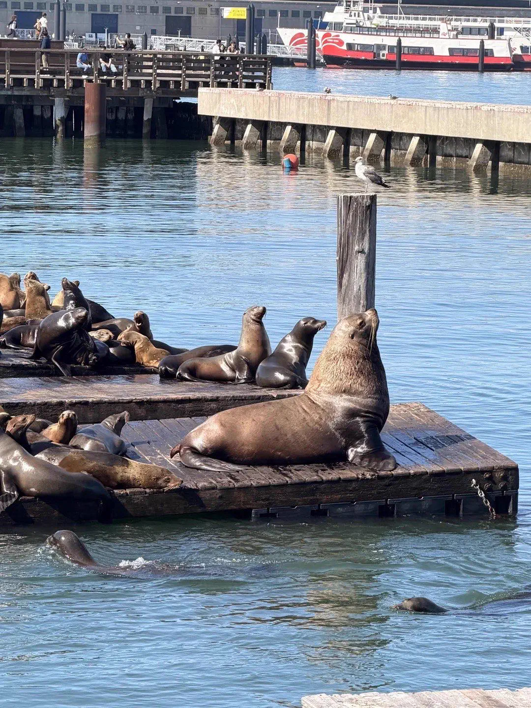 Wait Till You See These 12 Chonky Units Built Different đ« 21 Absolute Units of a sea lion