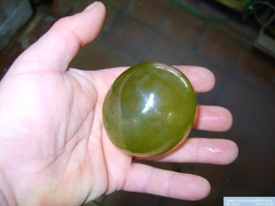 We Found 11 Things That Have No Right Being This Big đ« 23 Absolute Units of a single celed organism (Valonia Ventricosa)