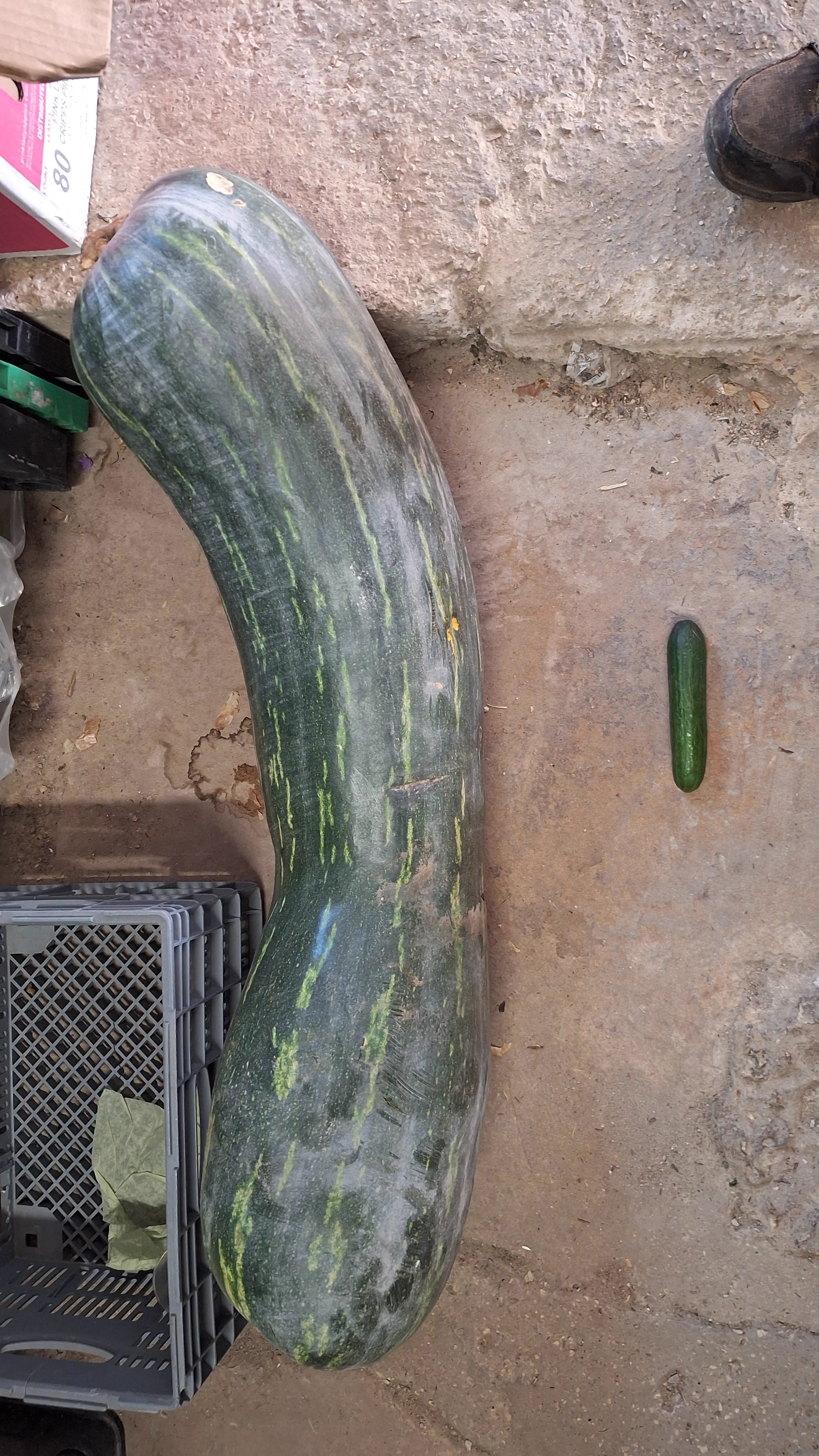8 Absolute Units That Snaped Our Sense of Scale đ« 18 Absolute Units of a squash with cucumber for scale