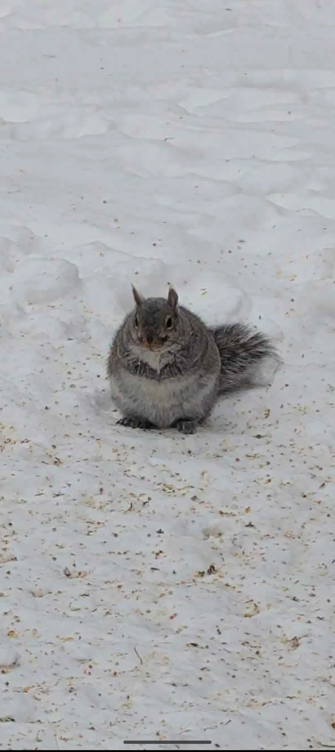 The 12 Chonkiest Units the Internet Couldn't Handle đ« 23 Absolute Units of a squirrel.