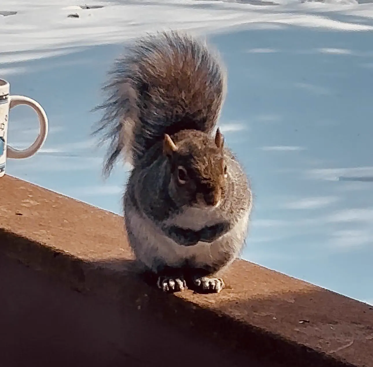 11 Oversized Finds That Shattered Our Reality đ« 20 Extremely chonky squirrel that is impressively round