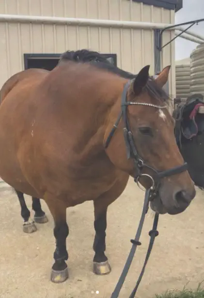 7 Chonky Units That Snapped Our Sense of Scale đ« 11 Absolute Units of a steed