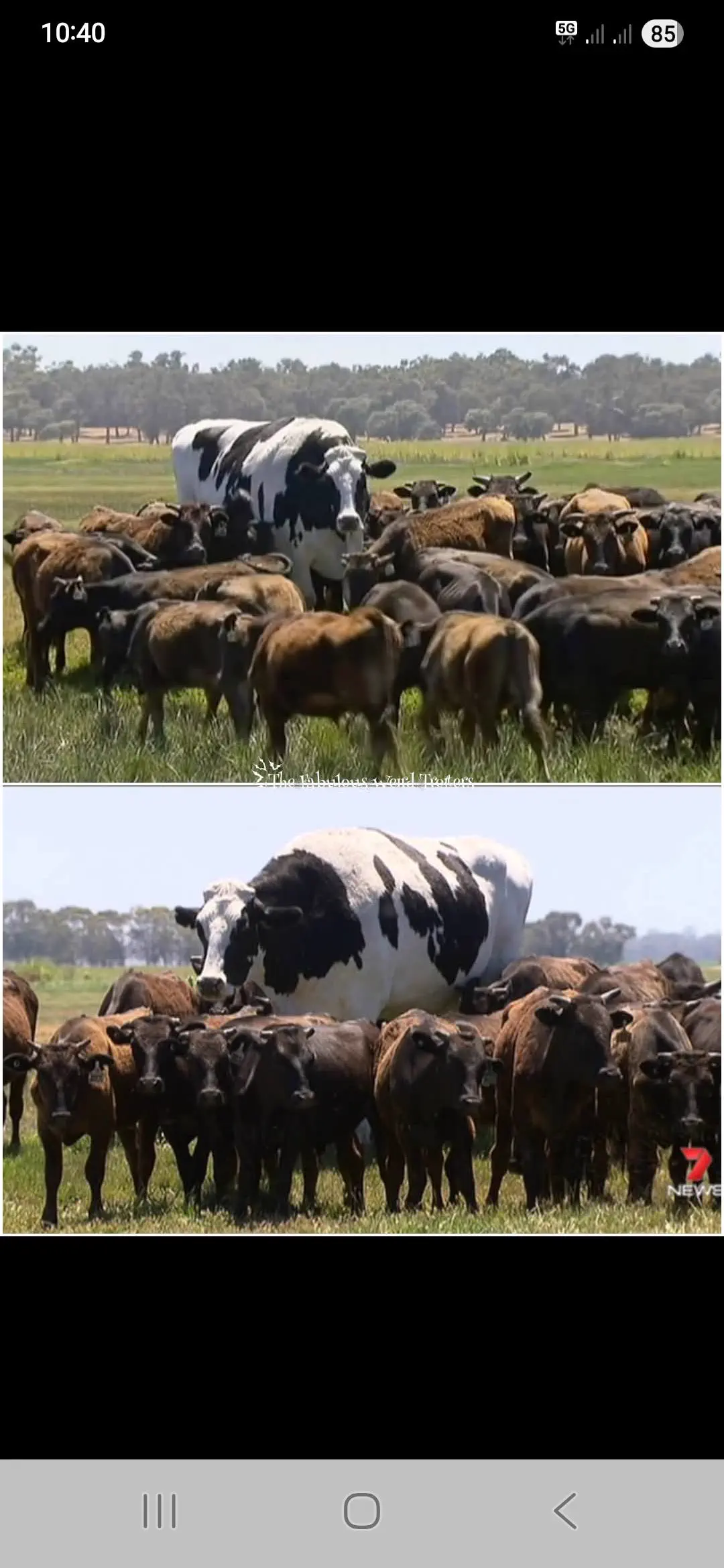 8 Absolute Units That Snaped Our Sense of Scale đ« 11 Absolute Units of a steer