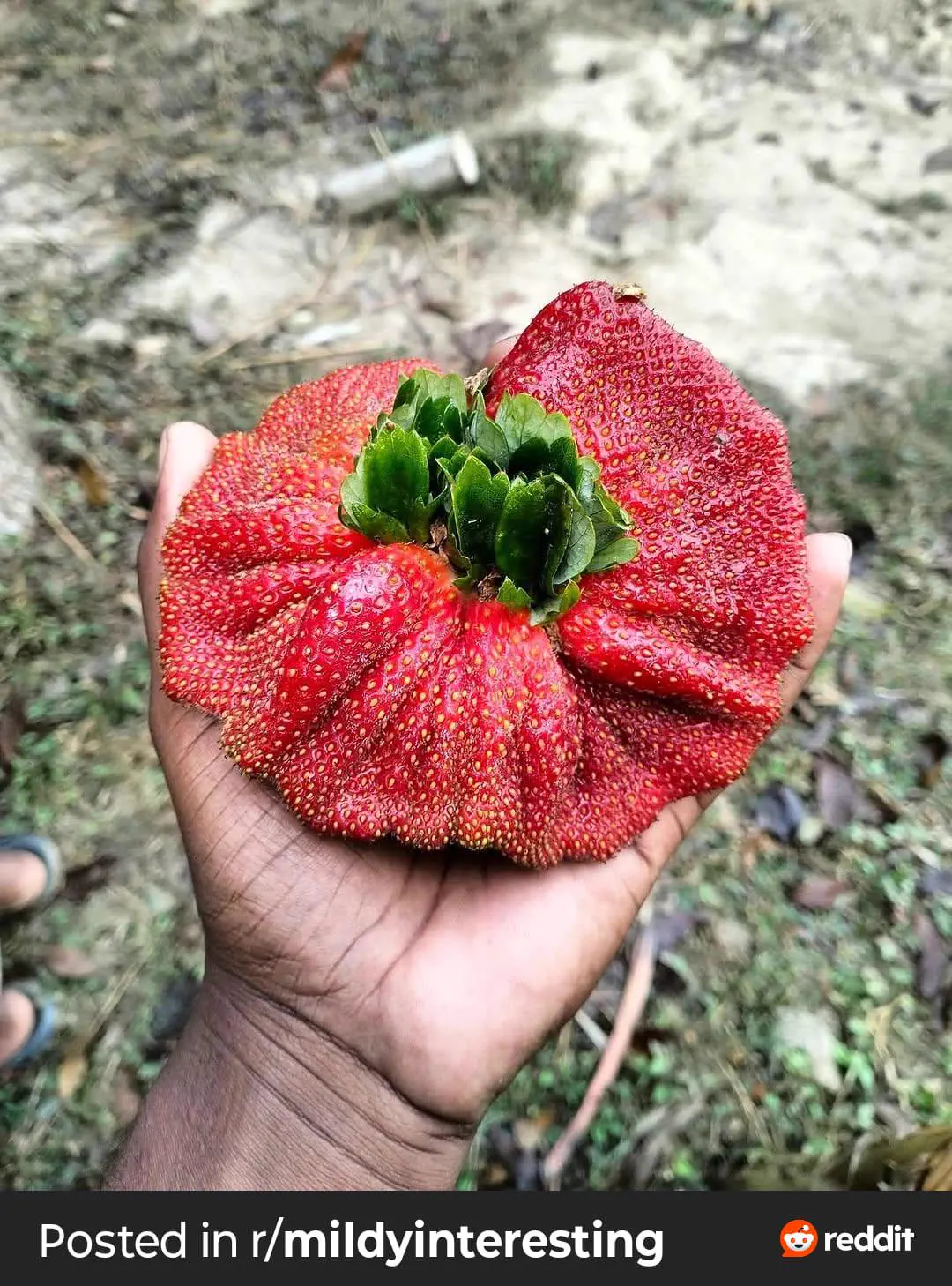Ranking The 11 Chonkiest Absolute Units Ever Caught đ« 25 Absolute Units of a strawberry