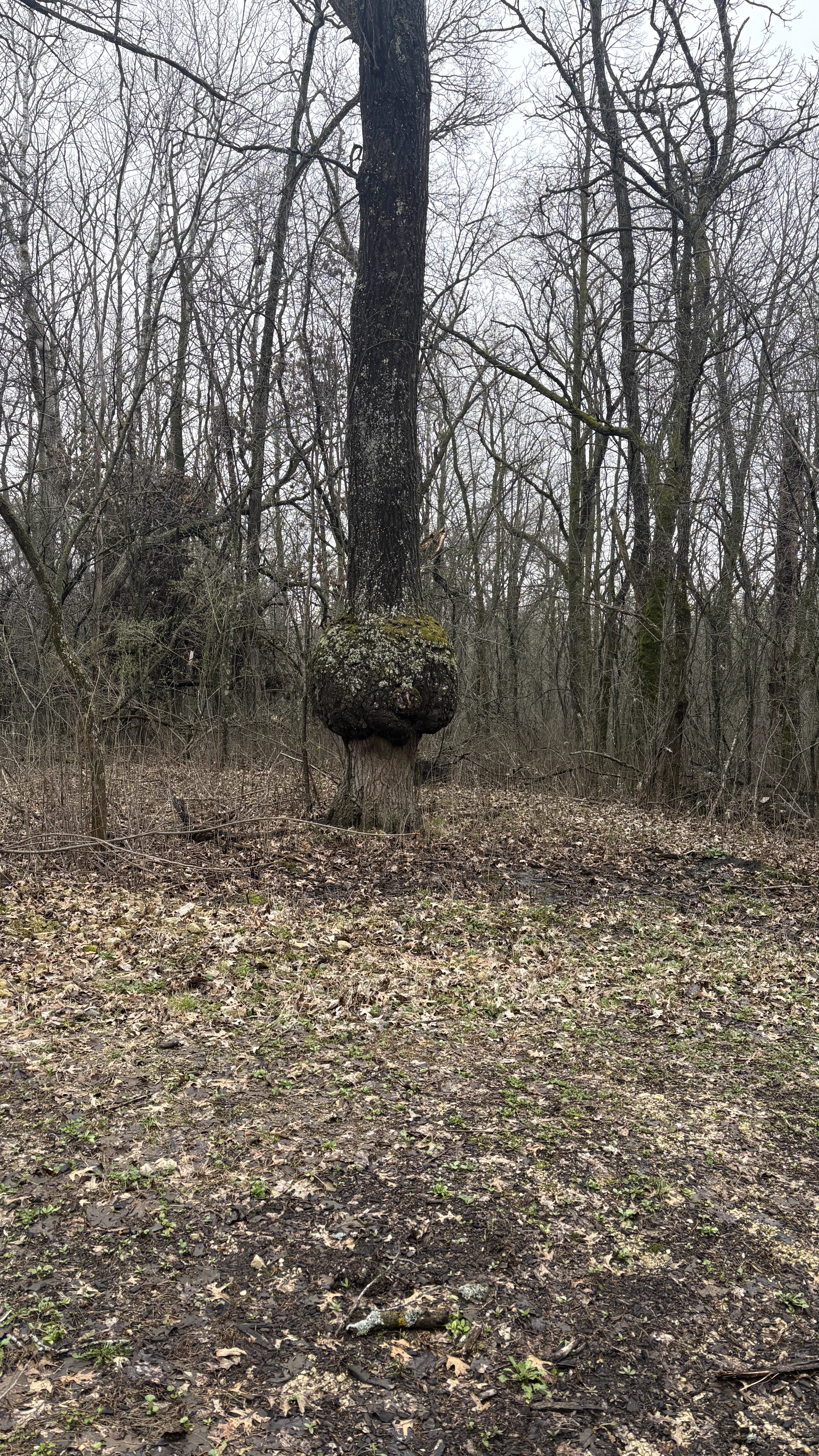 14 Absolute Units That Broke Every Known Scale 🫣 21 Massive tree burl that is an absolute unit