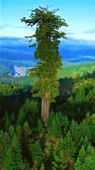 POV: You vs These 9 Absolute Tanks đ« 13 An enormous tree with massive trunk and sprawling branches