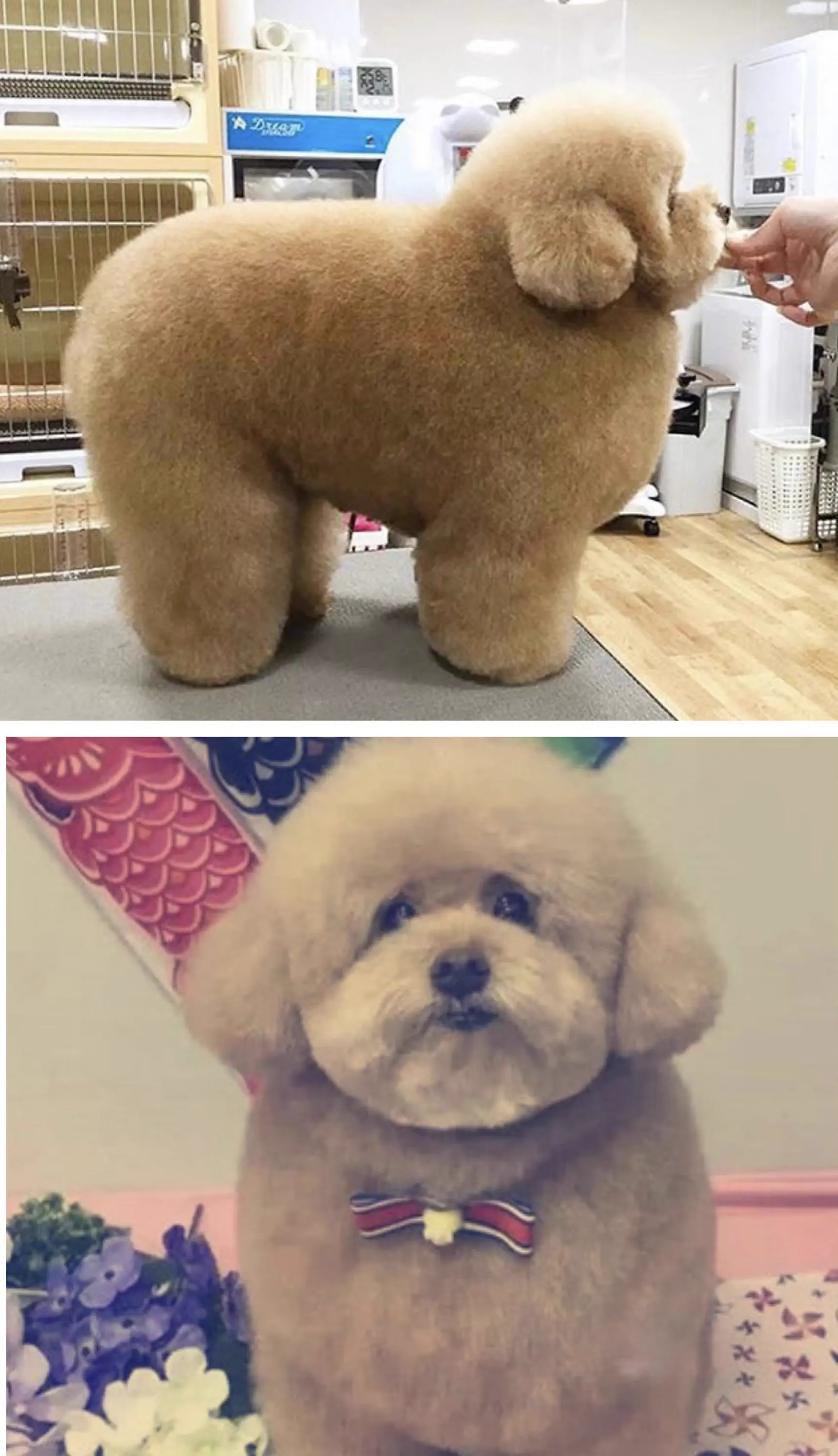 We Found 14 Chonky Wonders That Defy Logic and Shock Fans 😲 24 Absolute Units of a well groomed dog