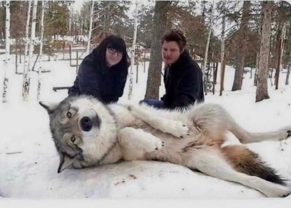 12 Giants That Made Us Rethink Everything 𫣠22 Absolute units of a massive wolf