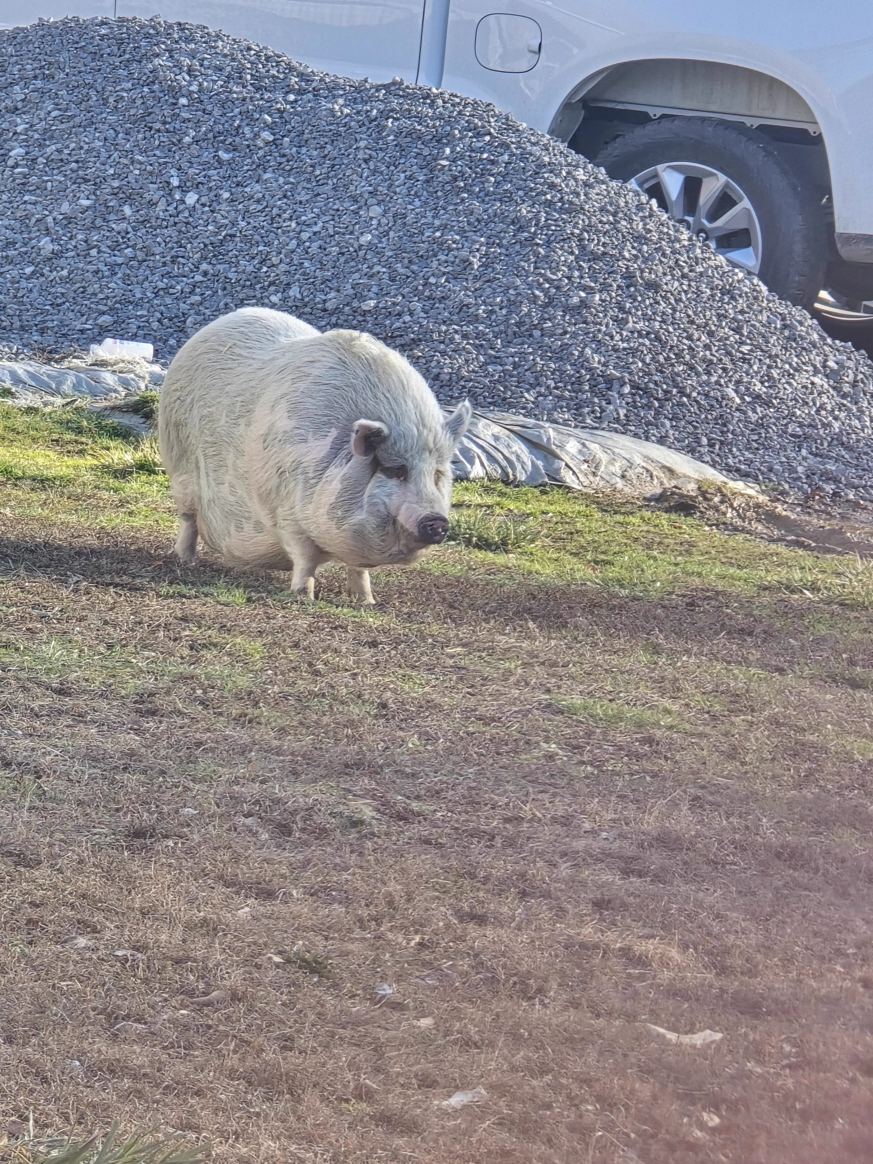 11 Oversized Finds That Shattered Our Reality đ« 22 Enormous yard pig that is an absolute unit