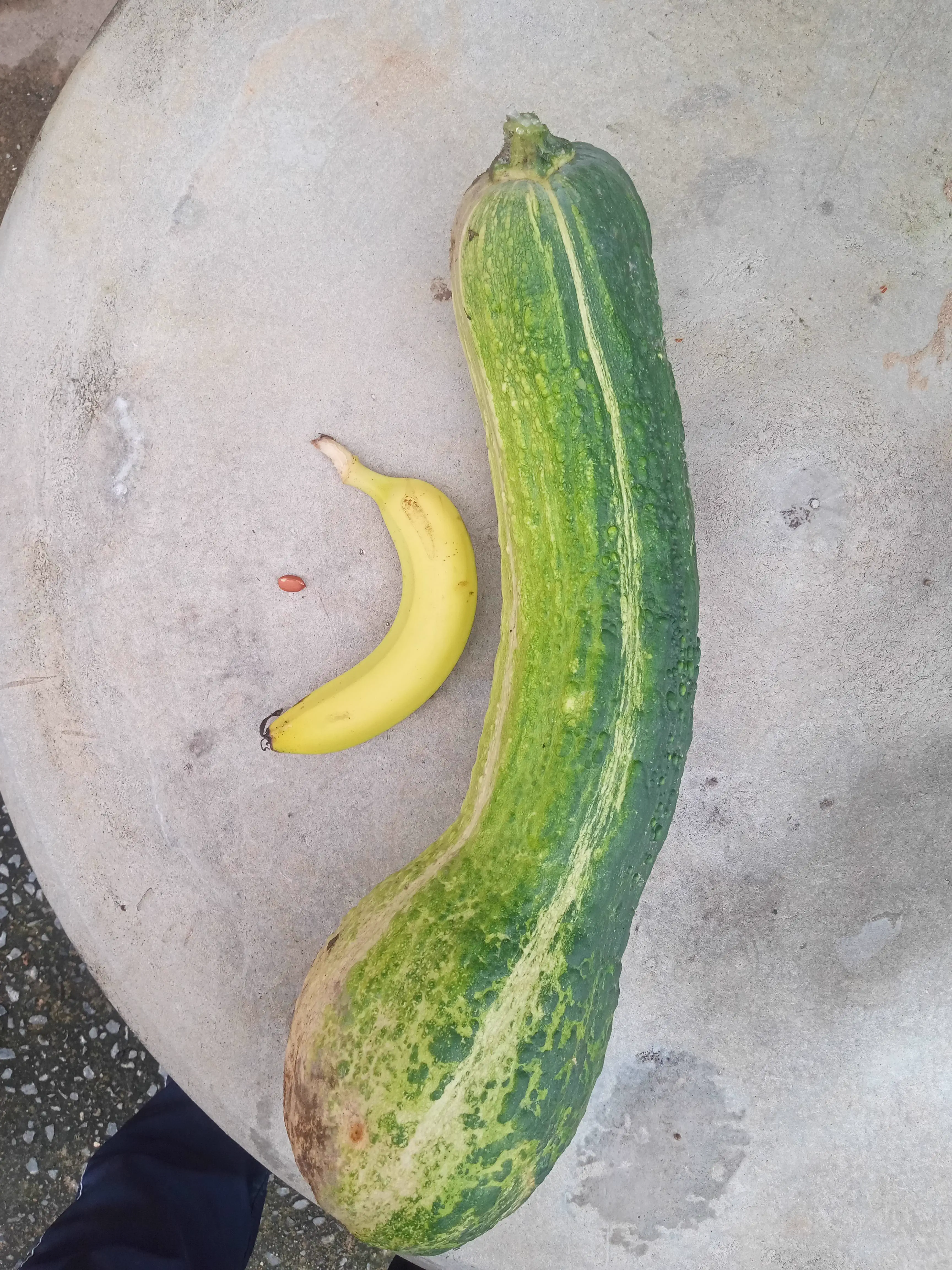 11 Absolute Giants That Made Us Question Reality 20 Absolute Units of a zucchini. Banana and peanut for scale.