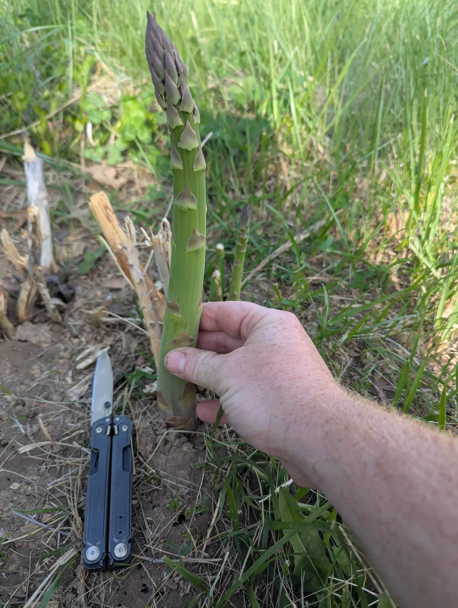 11 Absolute Giants That Made Us Question Reality 24 Absolute Units of an asparagus spear: Turns out it grows wild where I live! Tastes good too!