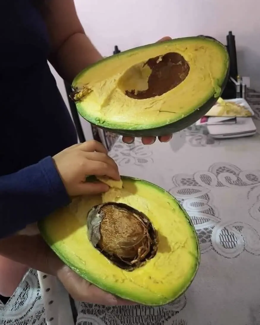 The 8 Chonkiest Beings Ever Documented Online đ« 15 Absolute Units of an avocado