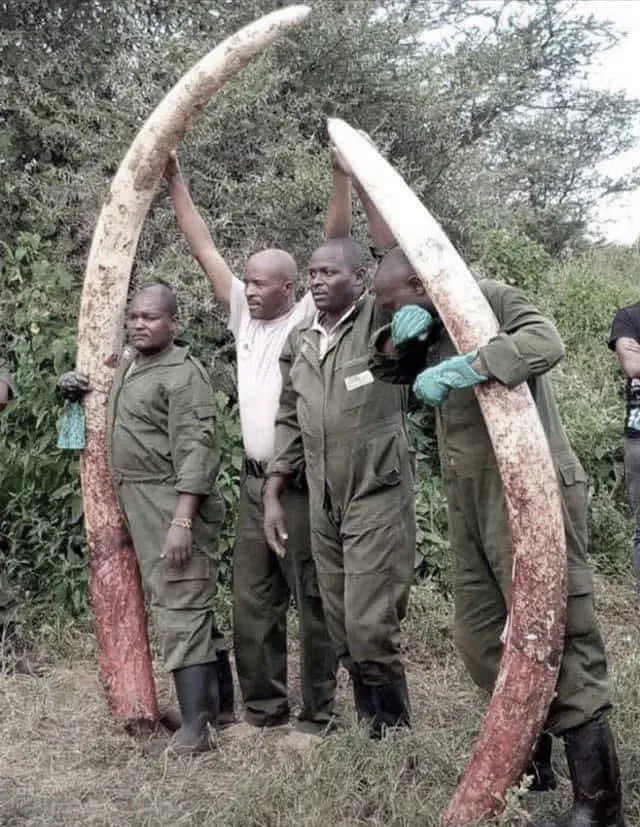 14 Absolute Units That Broke Every Known Scale 🫣 18 Elephant with massive tusks that are absolute units