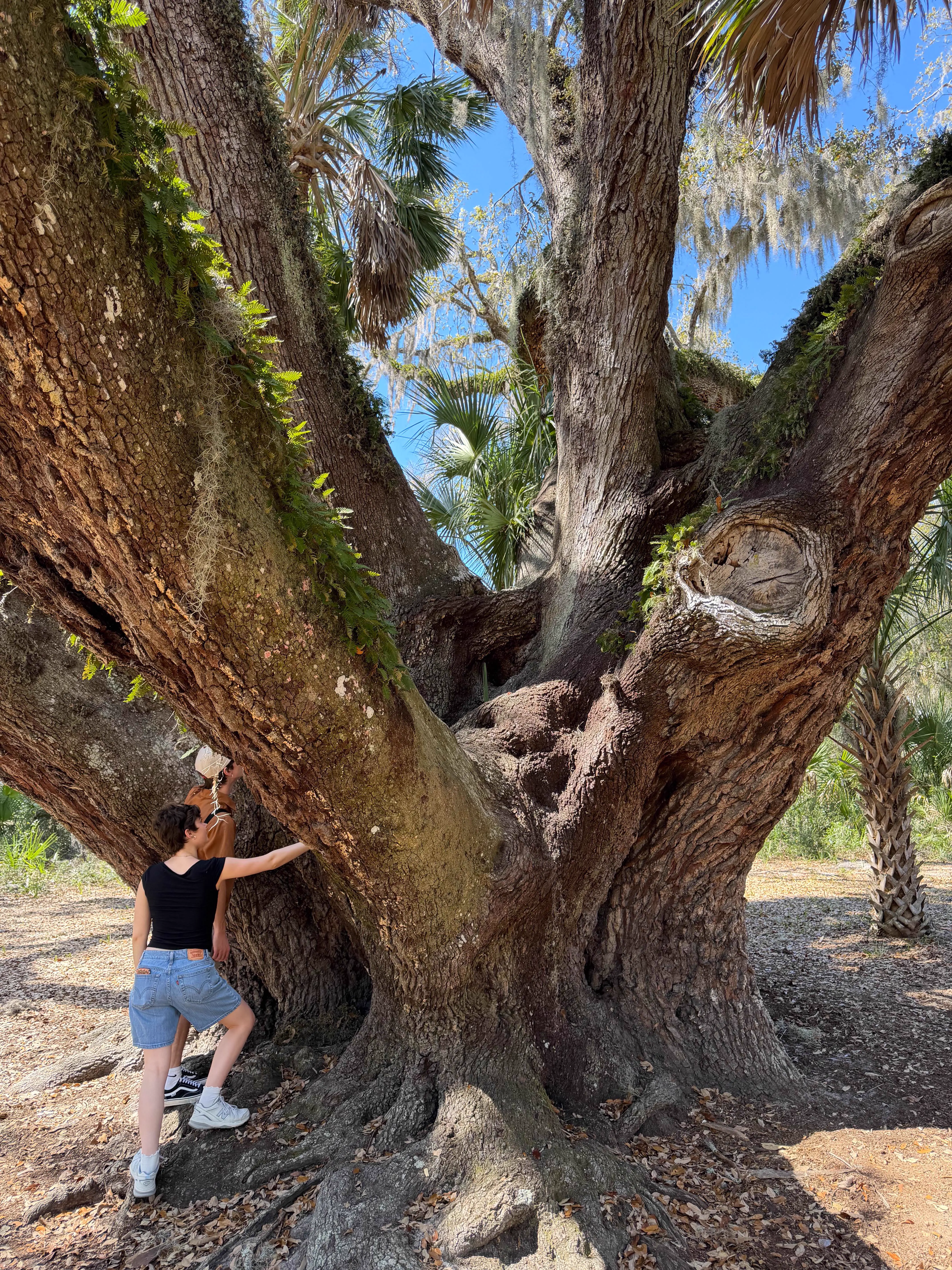 We Found 8 Things That Have No Business Being This Big đ« 16 Colossal oak tree with a massive trunk