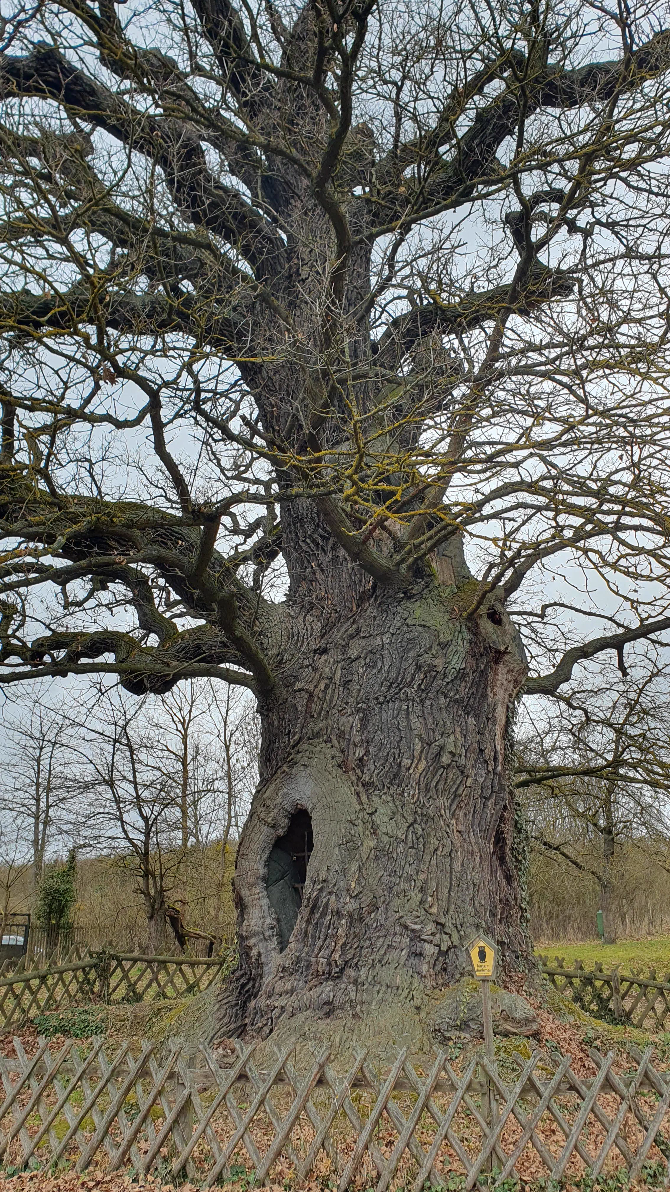 Wait Till You See These 12 Chonky Units Built Different đ« 20 Absolute Units of an Oak