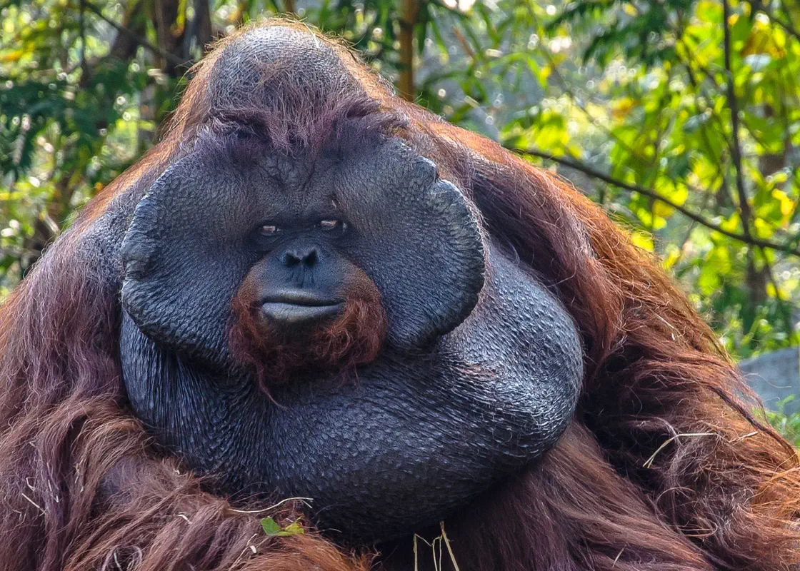 14 Big Boys That Stole Our Hearts and Broke the Scale đ« 26 Absolute Units of an Orangutan