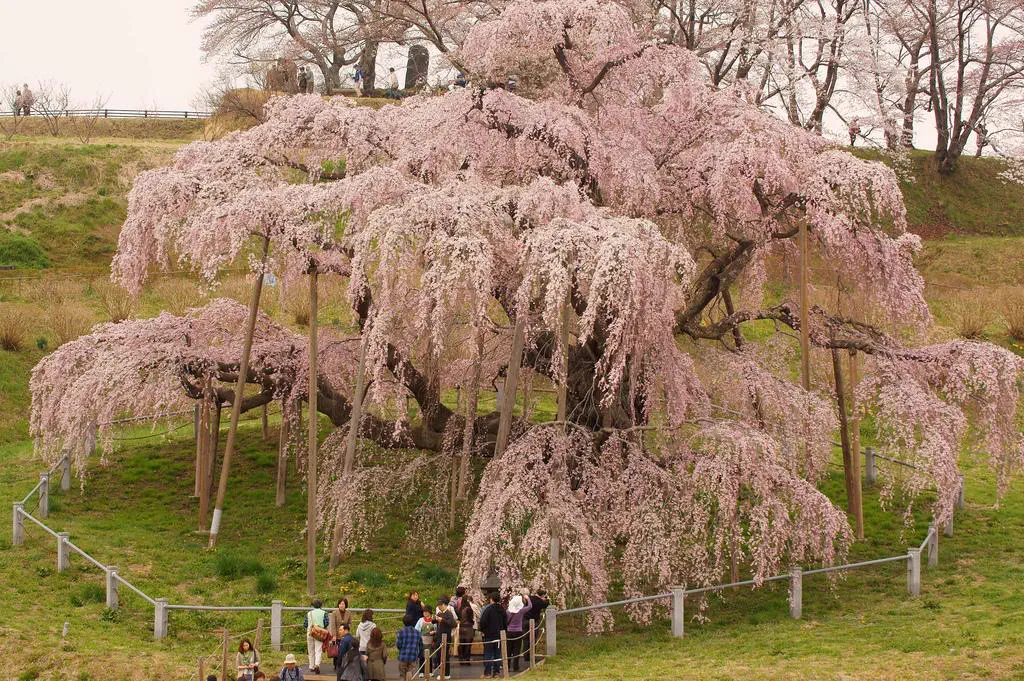 14 Absolute Units That Broke Every Known Scale 🫣 25 Massive cherry blossom tree that is an absolute unit