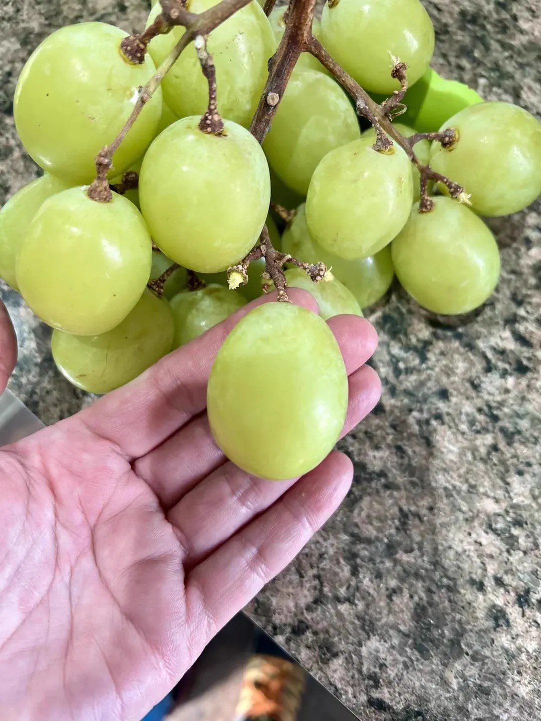 We Found 14 Chonky Wonders That Defy Logic and Shock Fans 😲 23 Absolute Units of Grapes