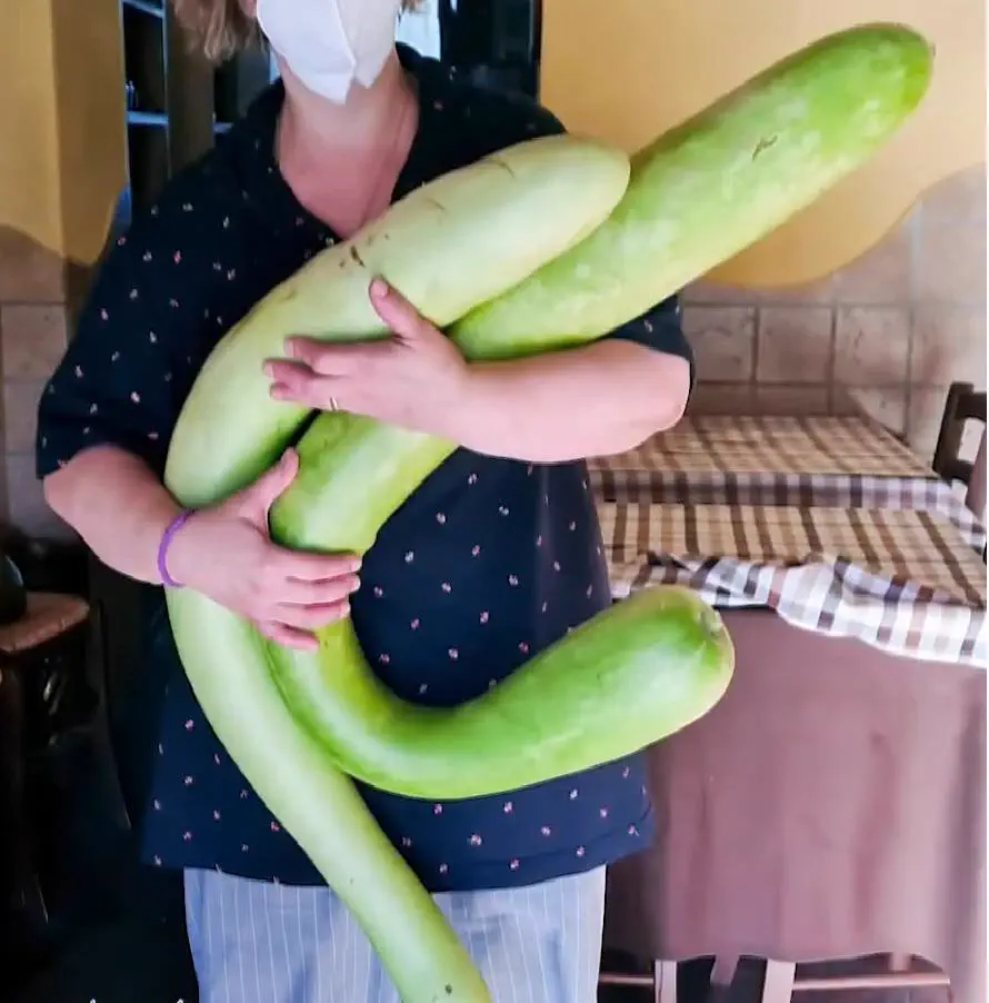 RANKING: The 13 Chonkiest Beings Ever Documented 23 Absolute Units of sicilian long zucchini (cucuzza longa)