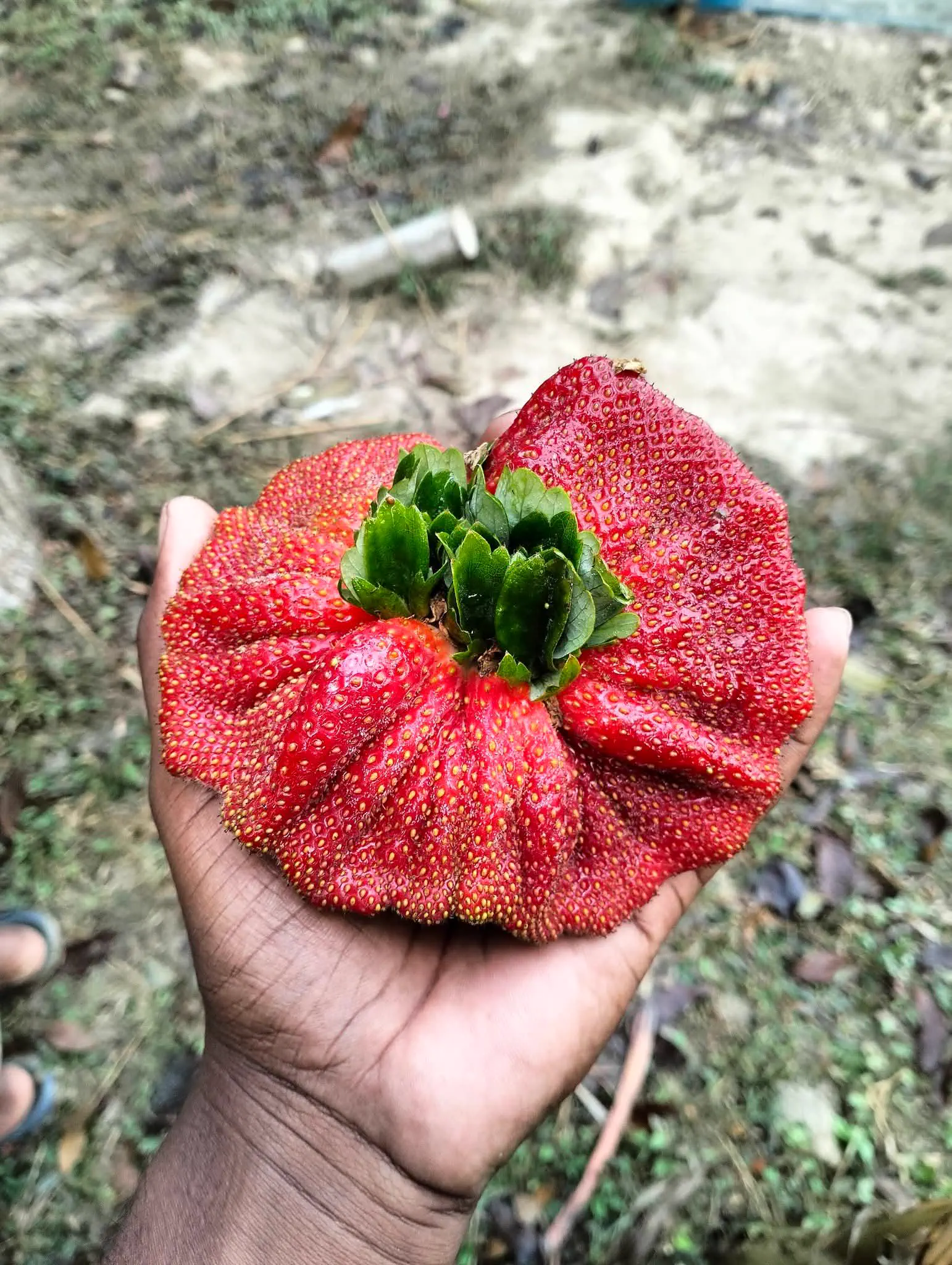 These 6 Absolute Units Are on Another Level đł 14 Absolute Units of Strawberry, 200 gm
