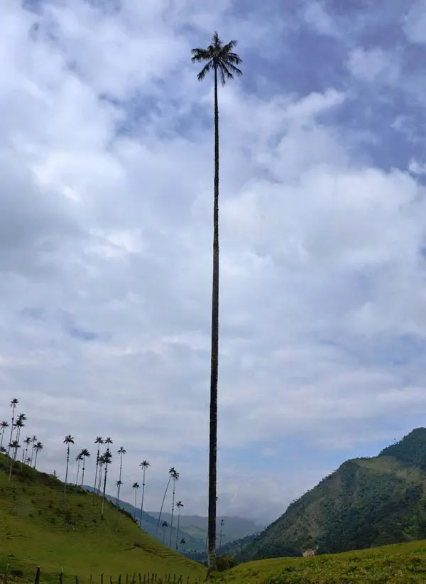 8 Absolute Units That Snaped Our Sense of Scale đ« 10 absolute units the tallest palm tree in the world