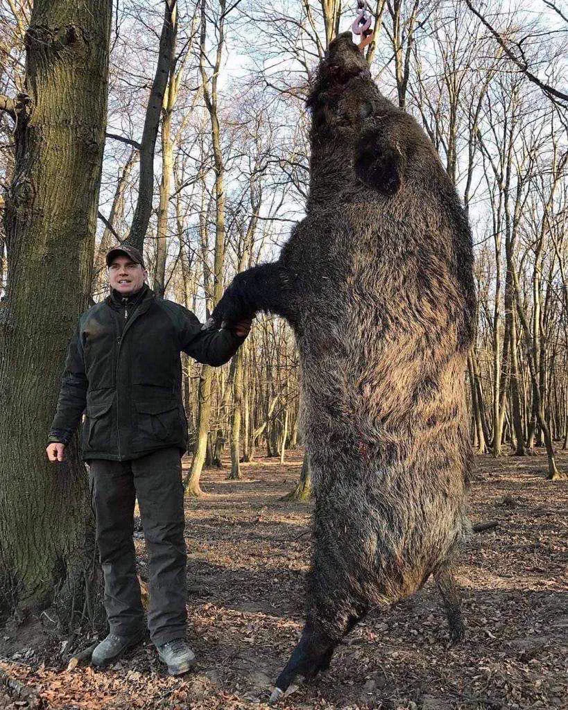 14 Absolute Units That Broke Every Known Scale 🫣 23 Giant wild boar specimen that is an absolute unit
