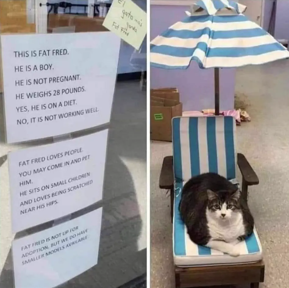 10 Big Boys Who Stole Our Hearts andrecked Usđ« 12 absolute units absolute unit fat fred
