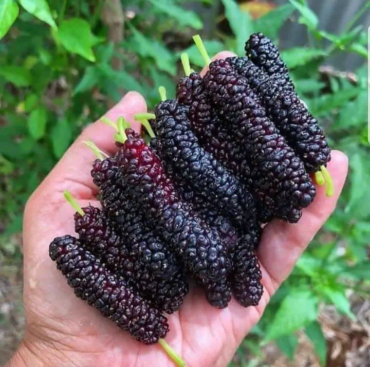 PUNCH: 13 Giants That Made Reality Hit Different đ« 16 Massive oversized mulberries