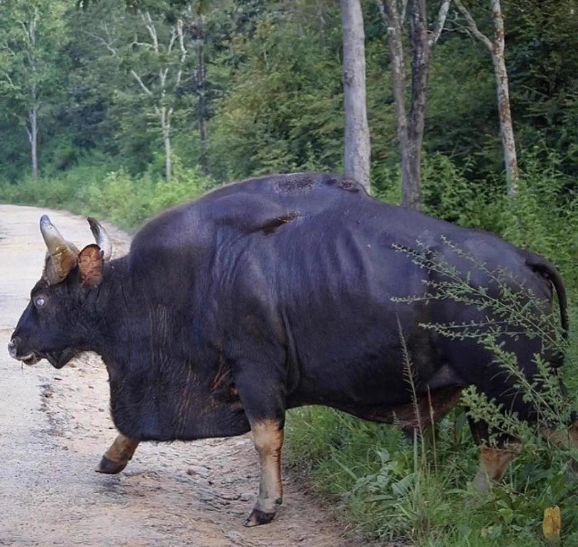 PUNCH: 13 Giants That Made Reality Hit Different đ« 24 3,300-pound gaur wild cattle