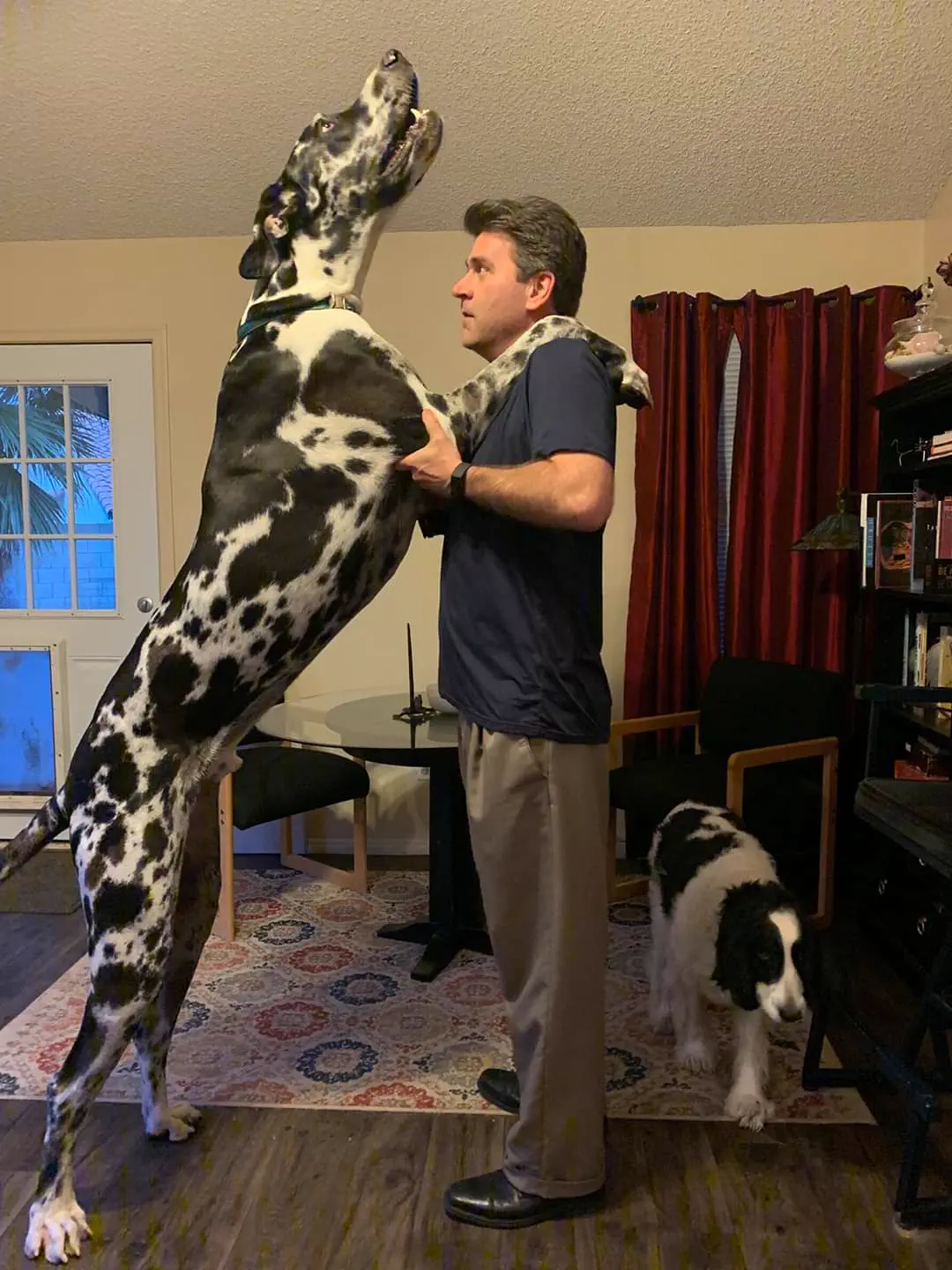 POV: You vs These 8 Absolute Tanks of Pure Chaos đ« 23 Enormous dog standing next to 6 foot 2 inch tall man