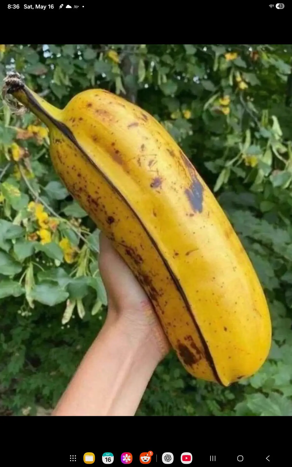 POV: You vs These 8 Absolute Tanks of Pure Chaos đ« 24 Absurdly oversized banana compared to normal sized ones