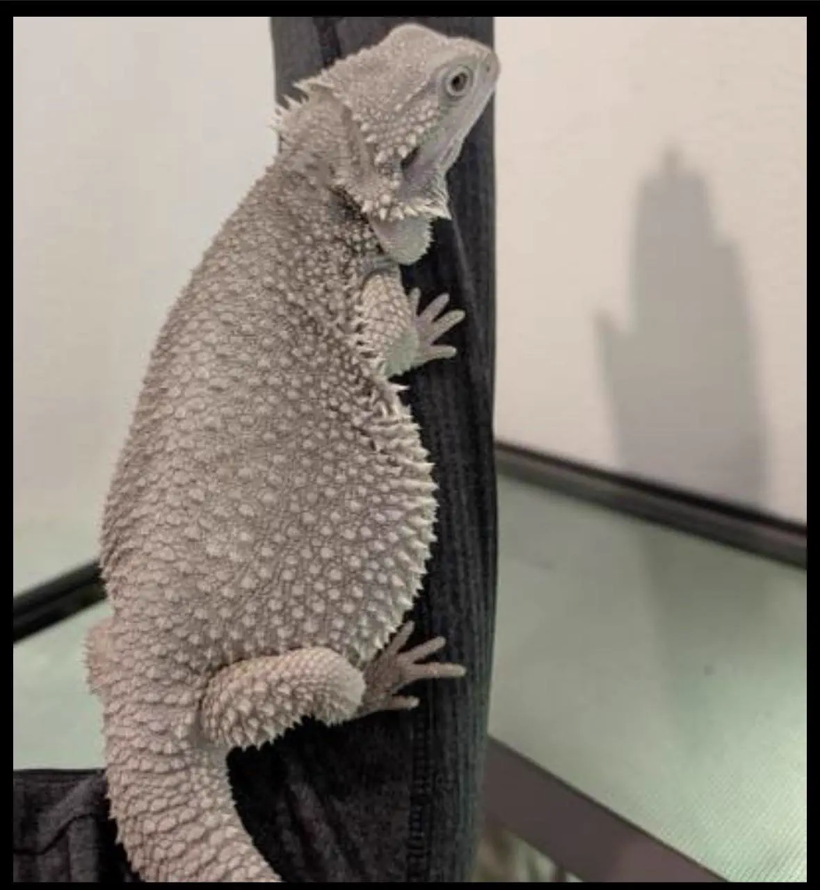 PUNCH: 8 Giants That Made Reality Feel Bugged đ« 18 A massive bearded dragon