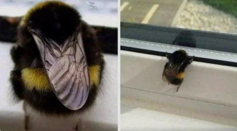 14Colossal Things That Had No Right Being That Big𫣠32 Absolute Units of a Bee