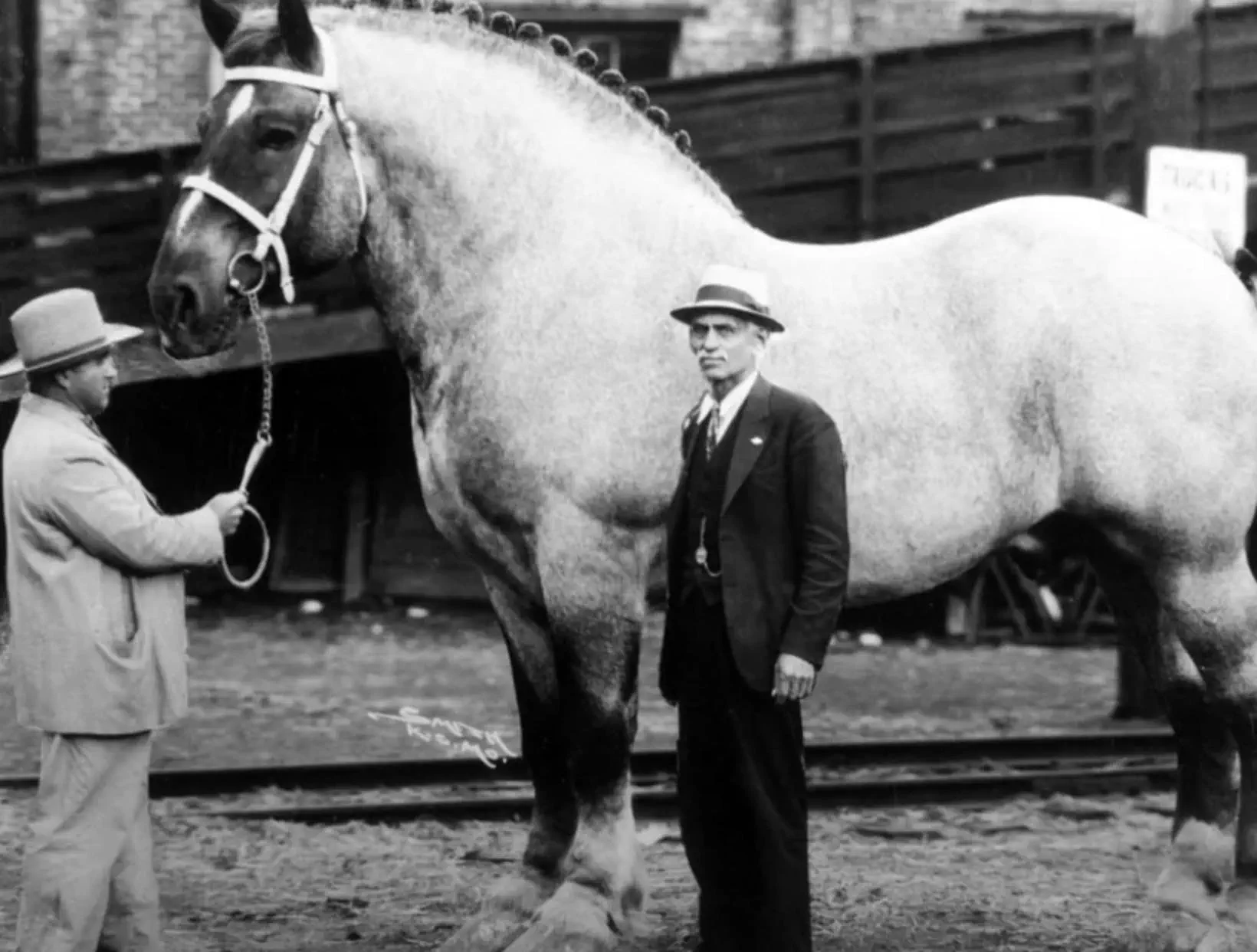 POV: You vs These 8 Absolute Tanks of Pure Chaos đ« 22 Massive Belgian draft horse from the early 1900s next to a man
