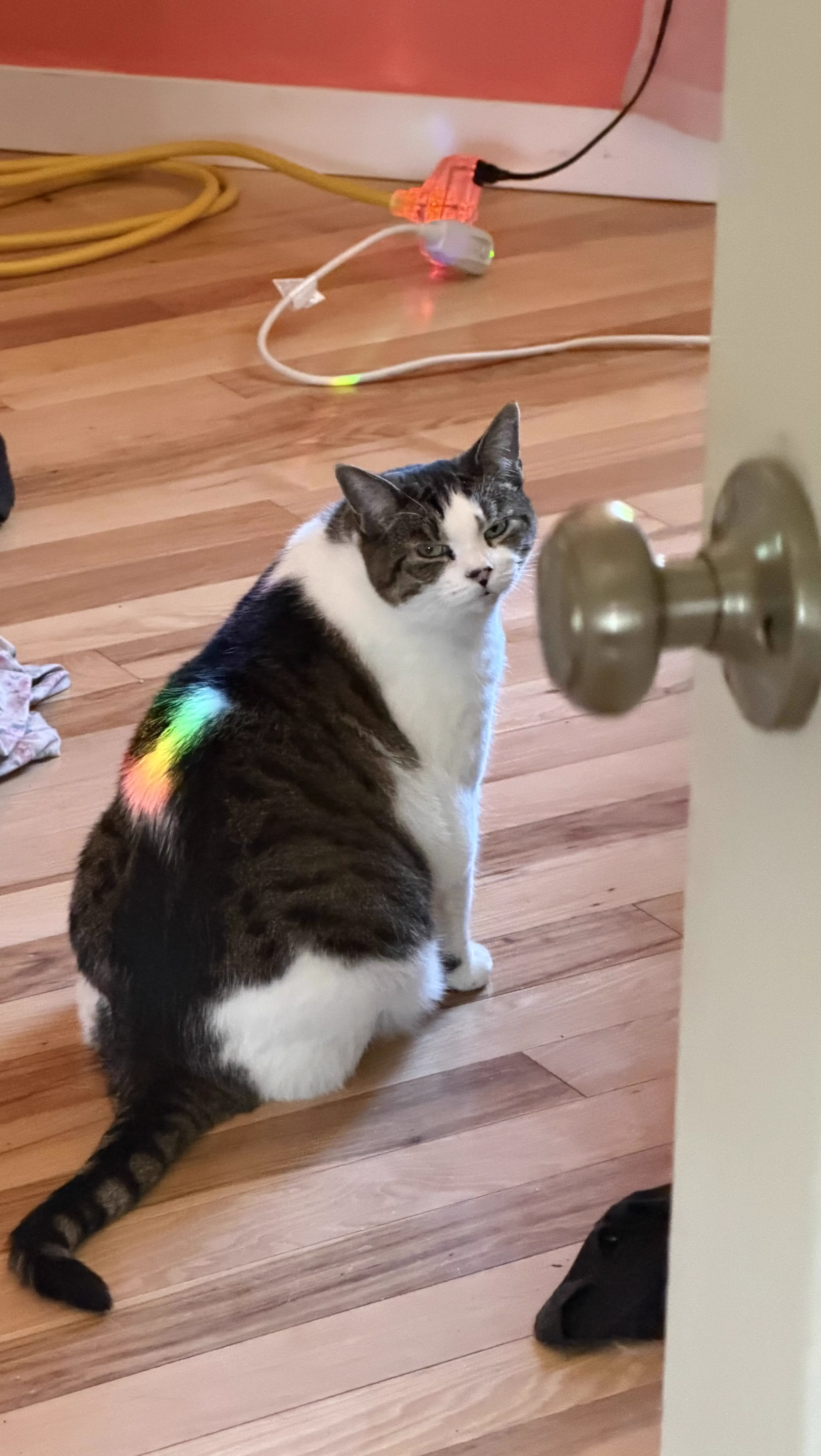 PUNCH: 8 Giants That Made Reality Feel Bugged đ« 14 A big beautiful rainbow-colored cat